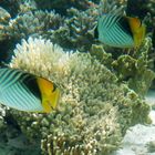 Fische in Dahab Rotes Meer