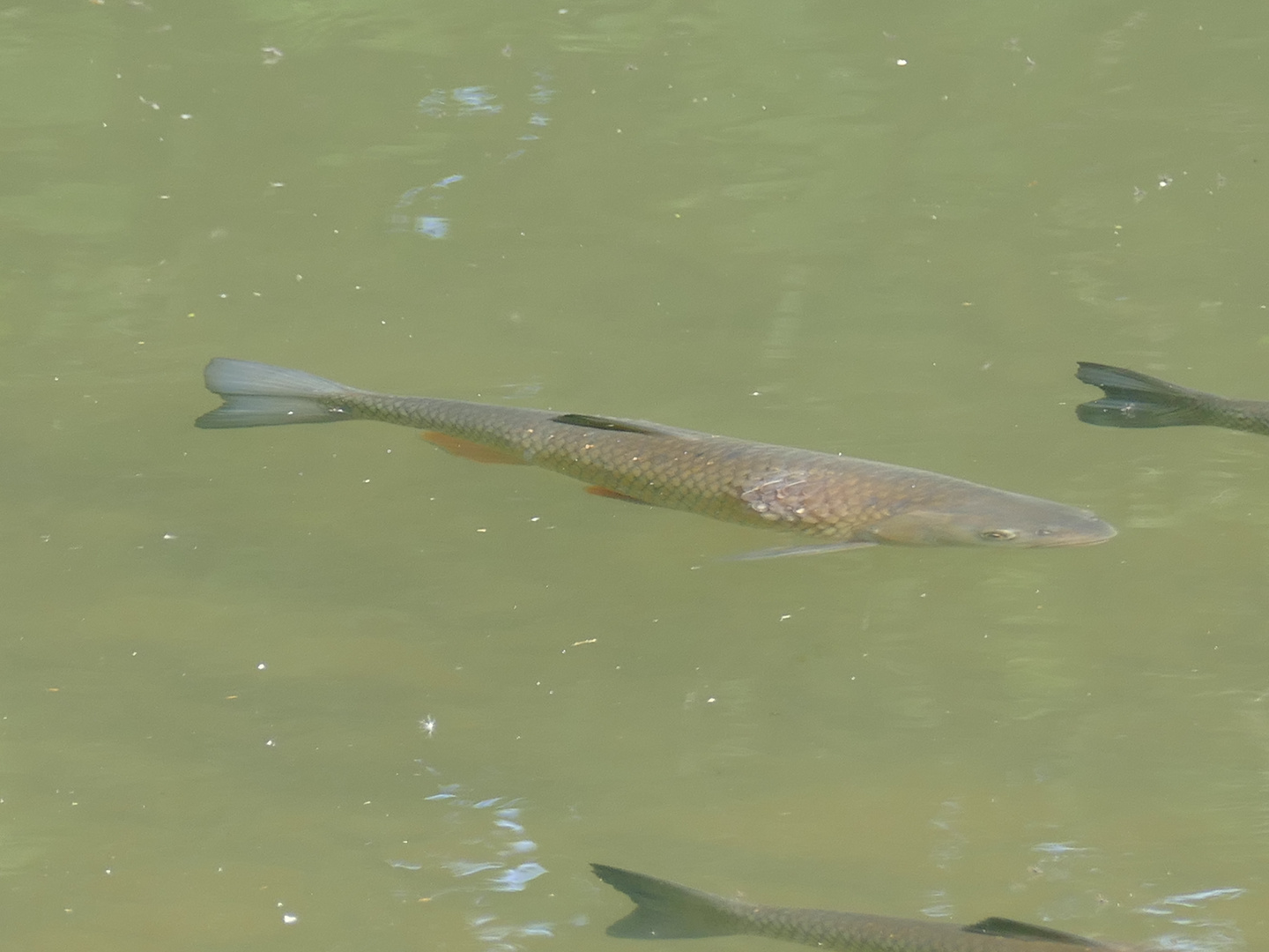 Fische in der Ruhr