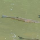 Fische in der Ruhr