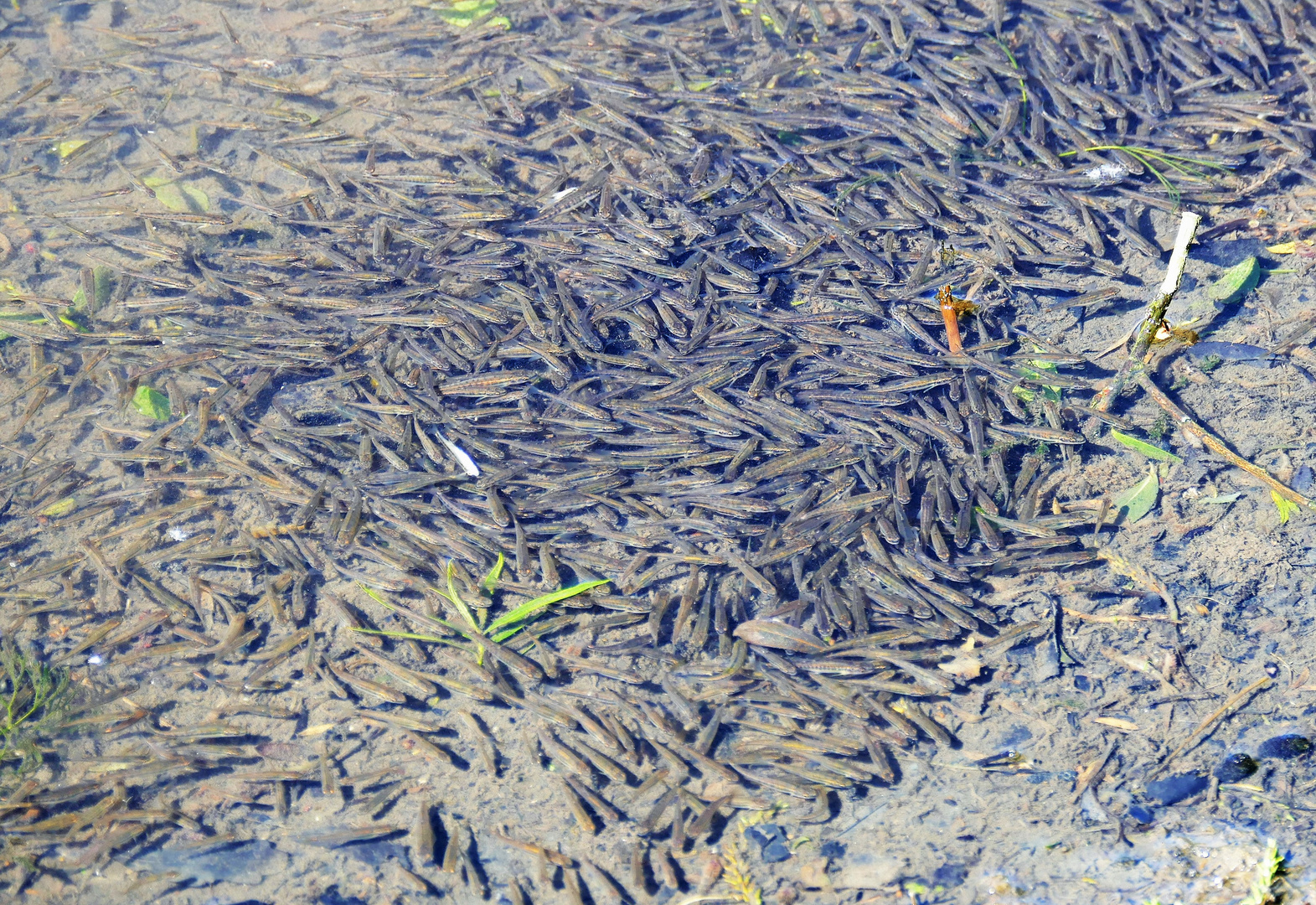 Fische in der Ruhr.