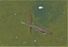 Fische in der Ruhr.