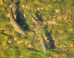 Fische in der Ruhr.