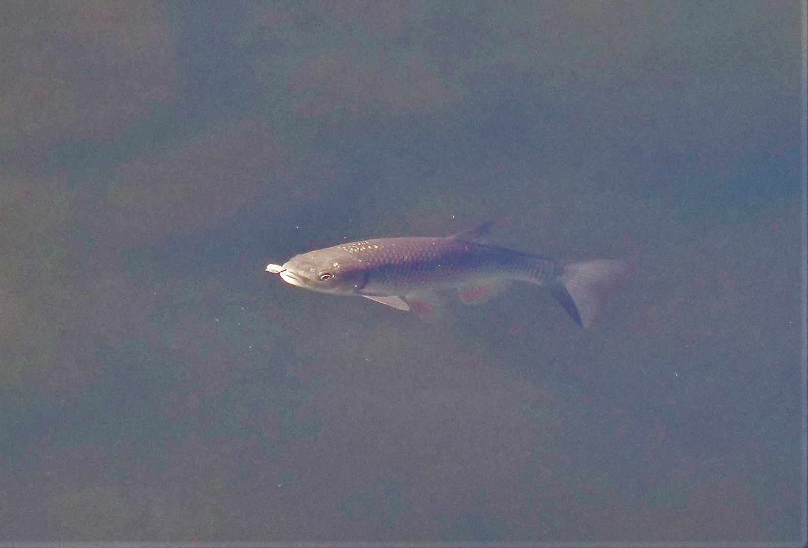 Fische in der Ruhr. (Döbel)