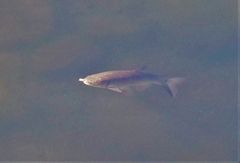 Fische in der Ruhr. (Döbel)