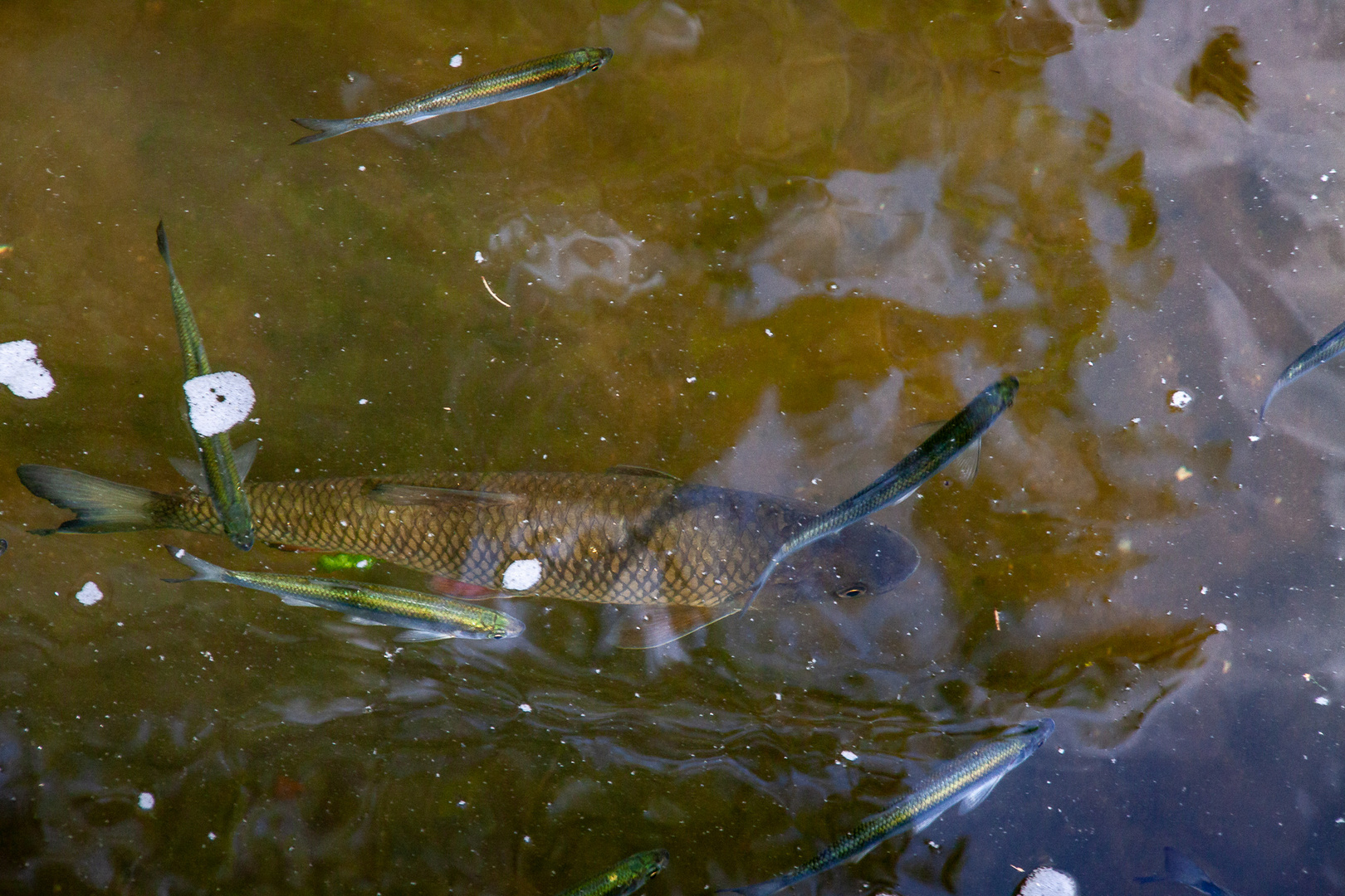 Fische in der Spree bei Burg...