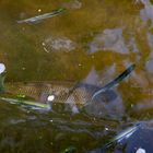 Fische in der Spree bei Burg...