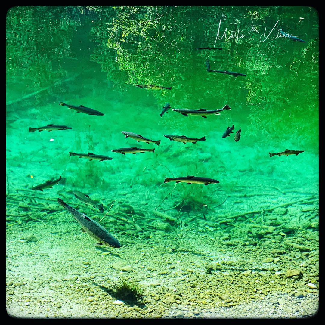 Fische in Grün