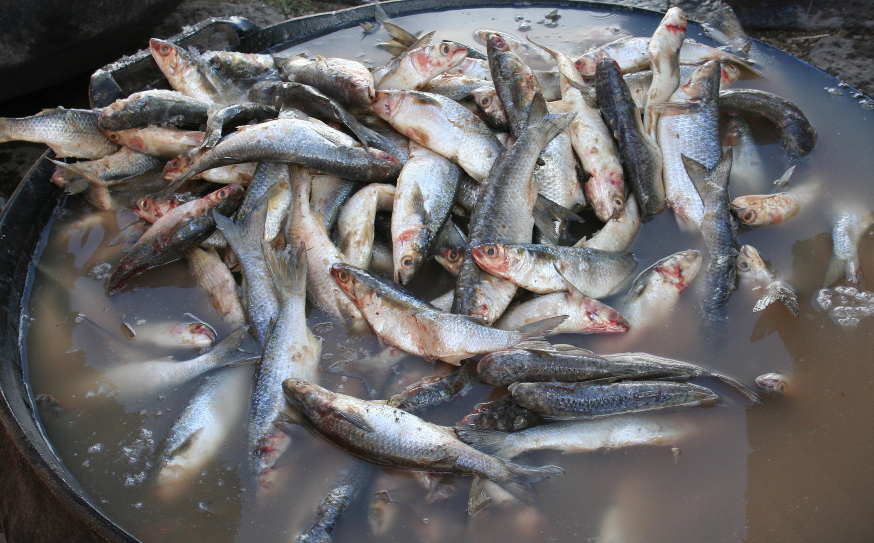 Fische: Markt in Ecuador