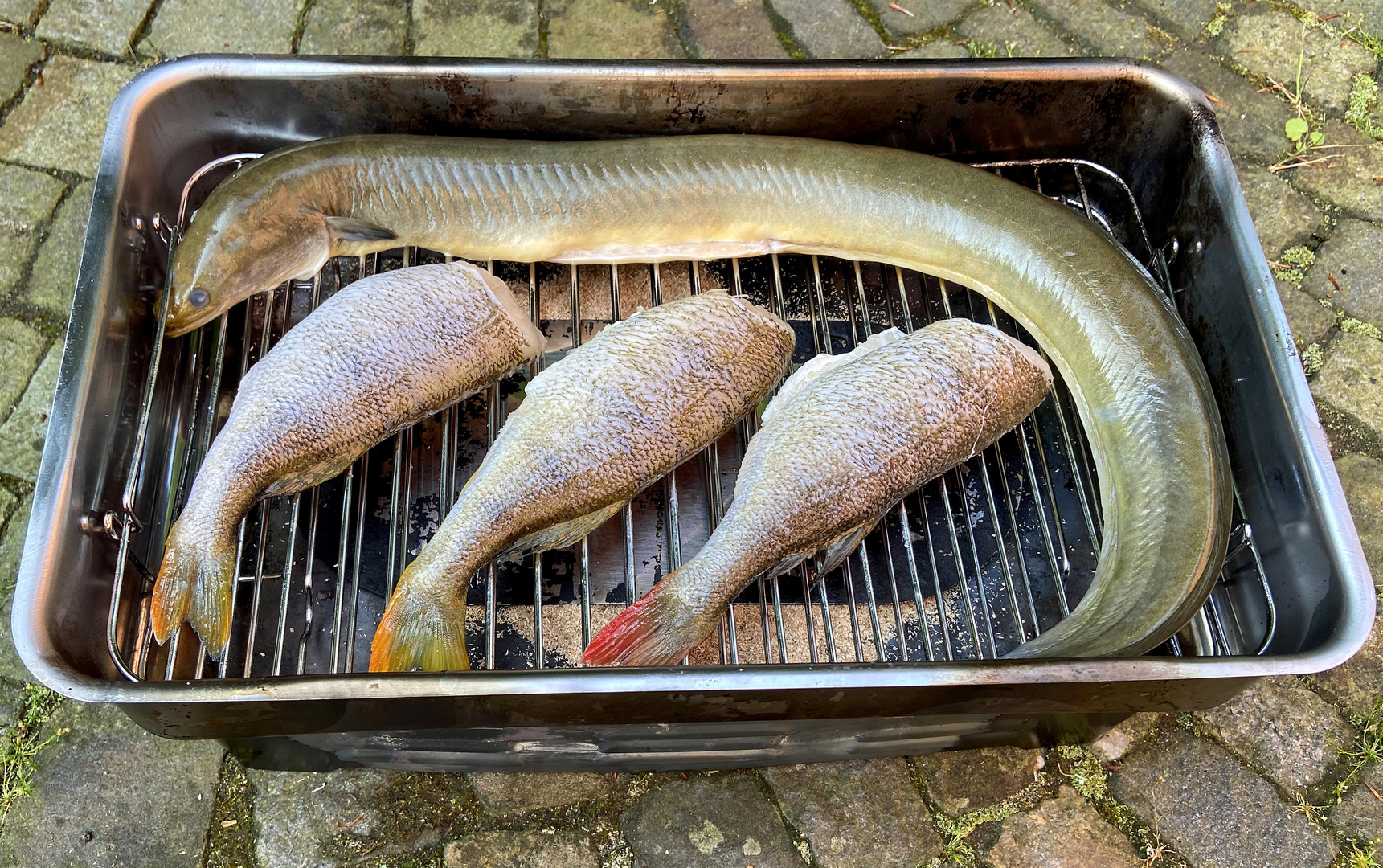 Fische räuchern