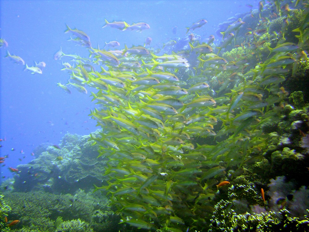 Fische Rotes Meer