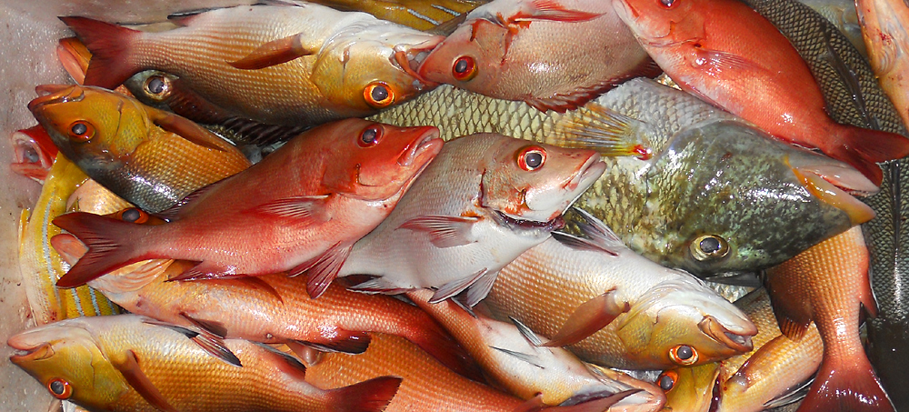 Fische: Über Wasser