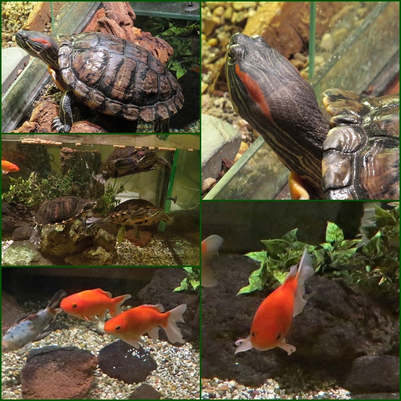 Fische und Schildkröten