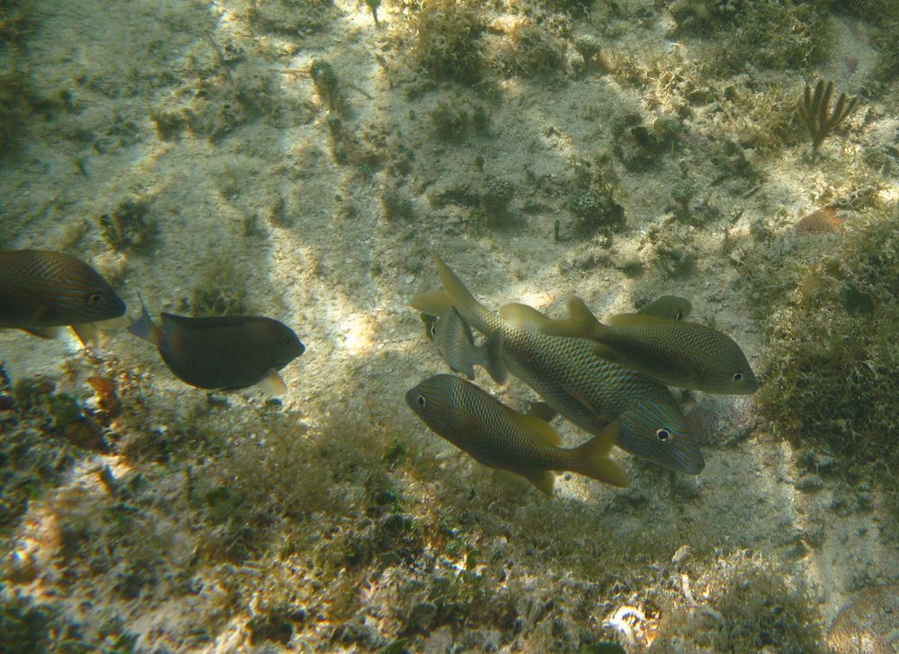 Fische vor Key West