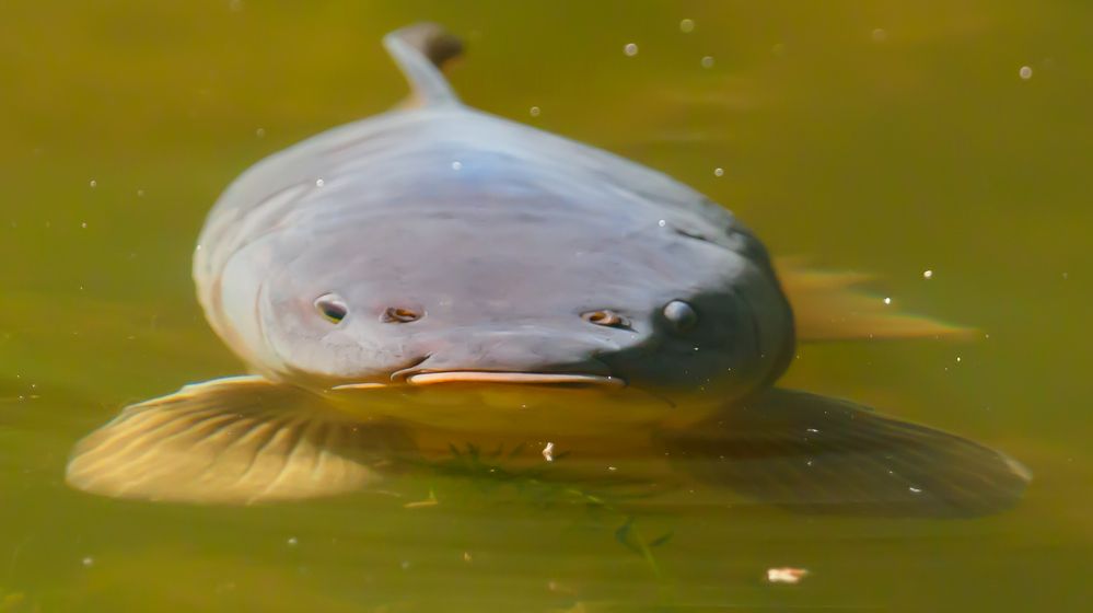 Fische zählen zu den Tieren 