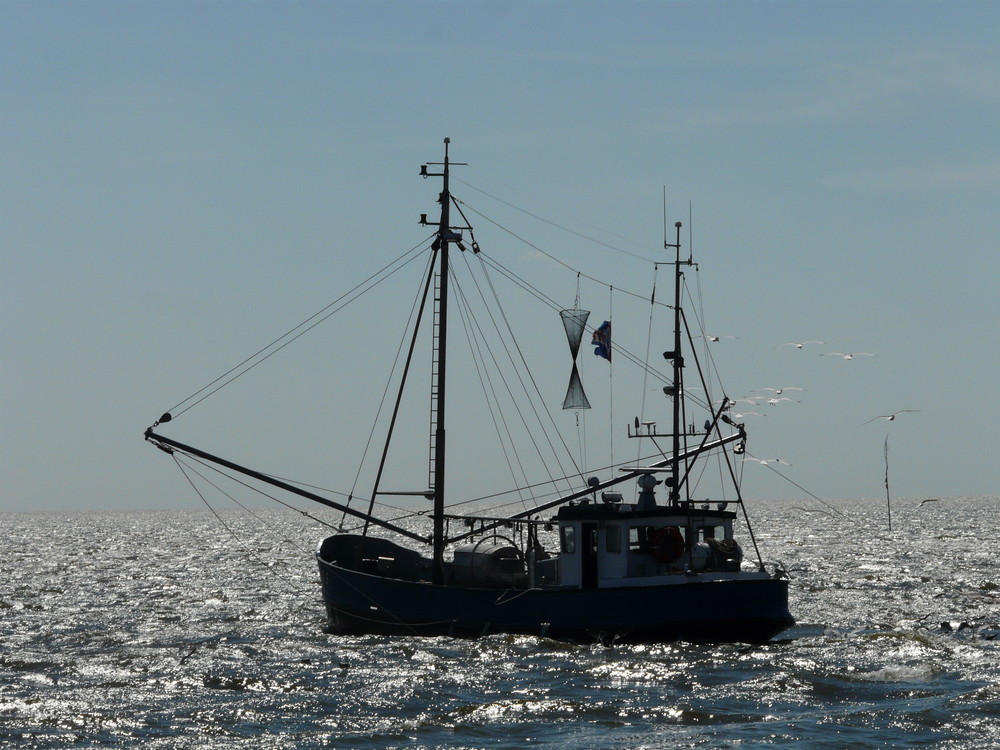 Fischekutter auf dem Wattenmeer (NL)