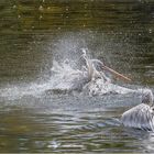 Fischen für eine leckere Samstagabend-Mahlzeit