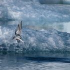 Fischen im Jökulsárlon