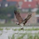 Fischen im Wohngebiet