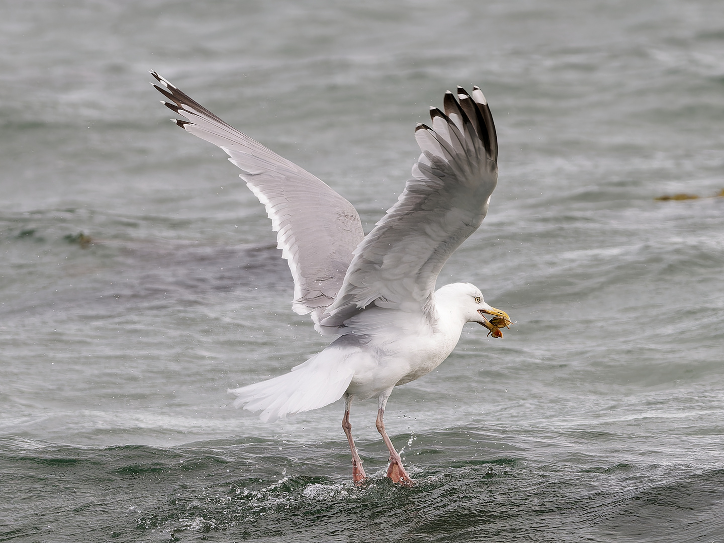 Fischende Silbermöwe 