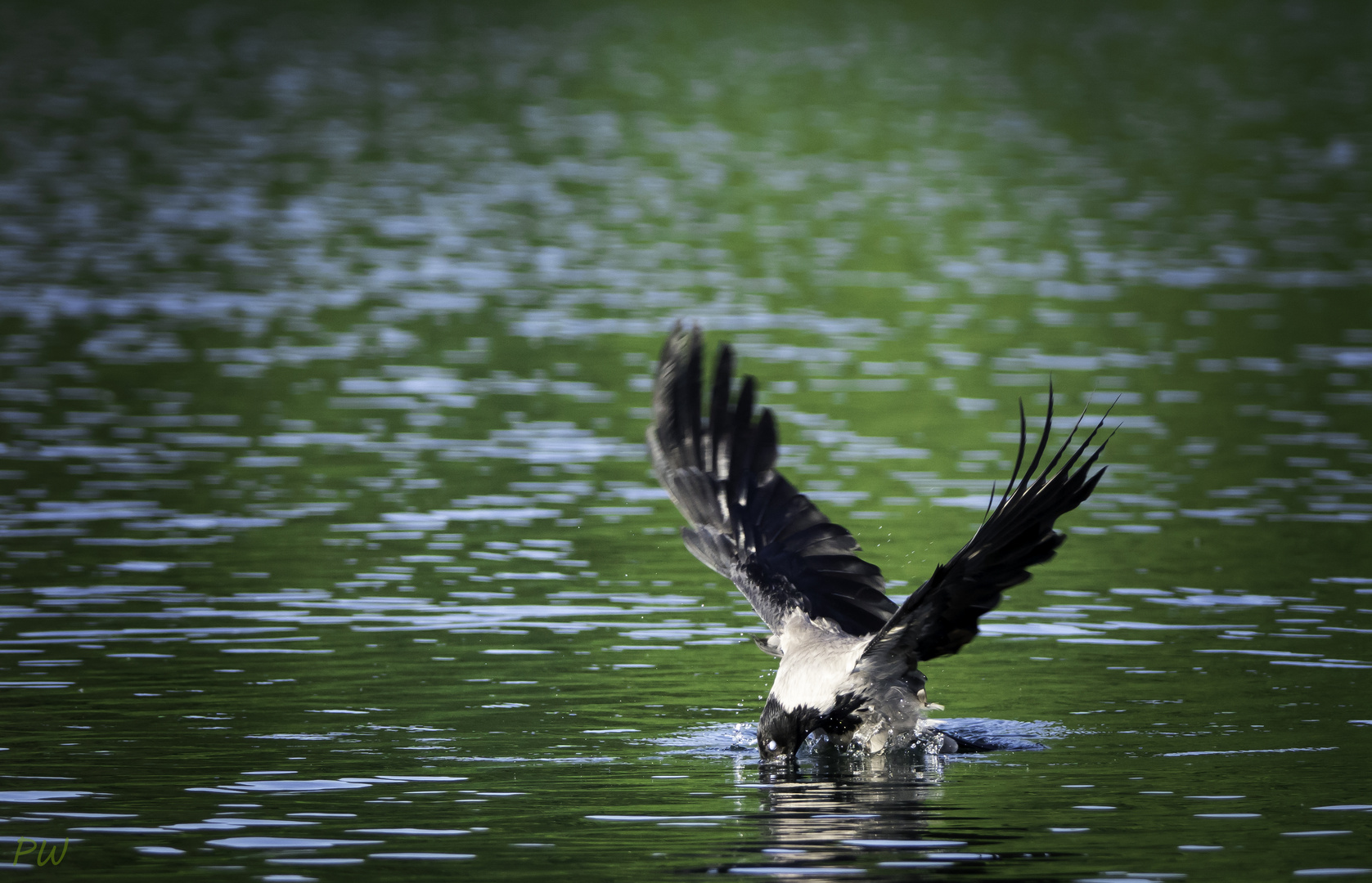 fischender Flieger oder fliegender Fischer?