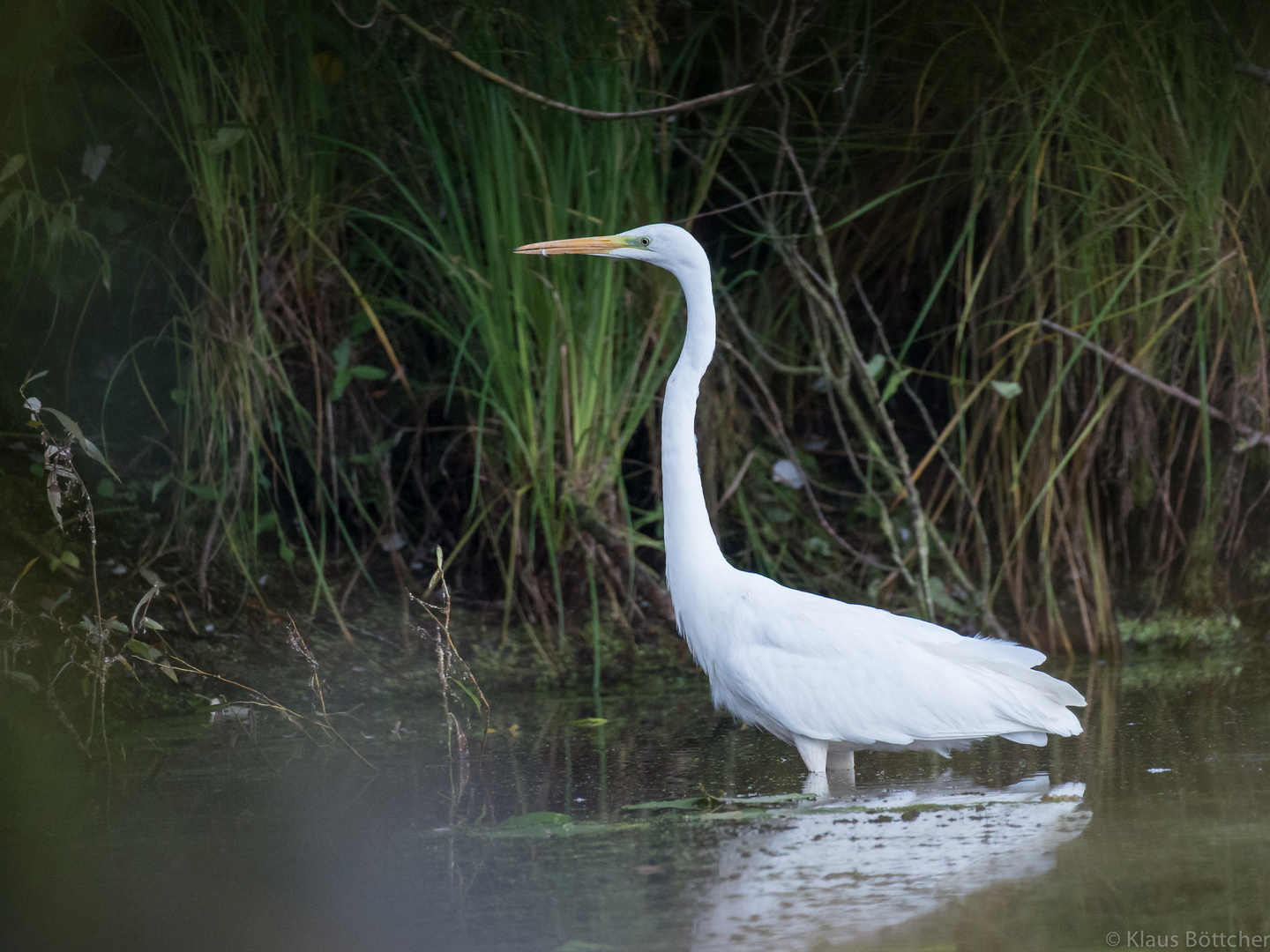 Fischender Silberreiher 2