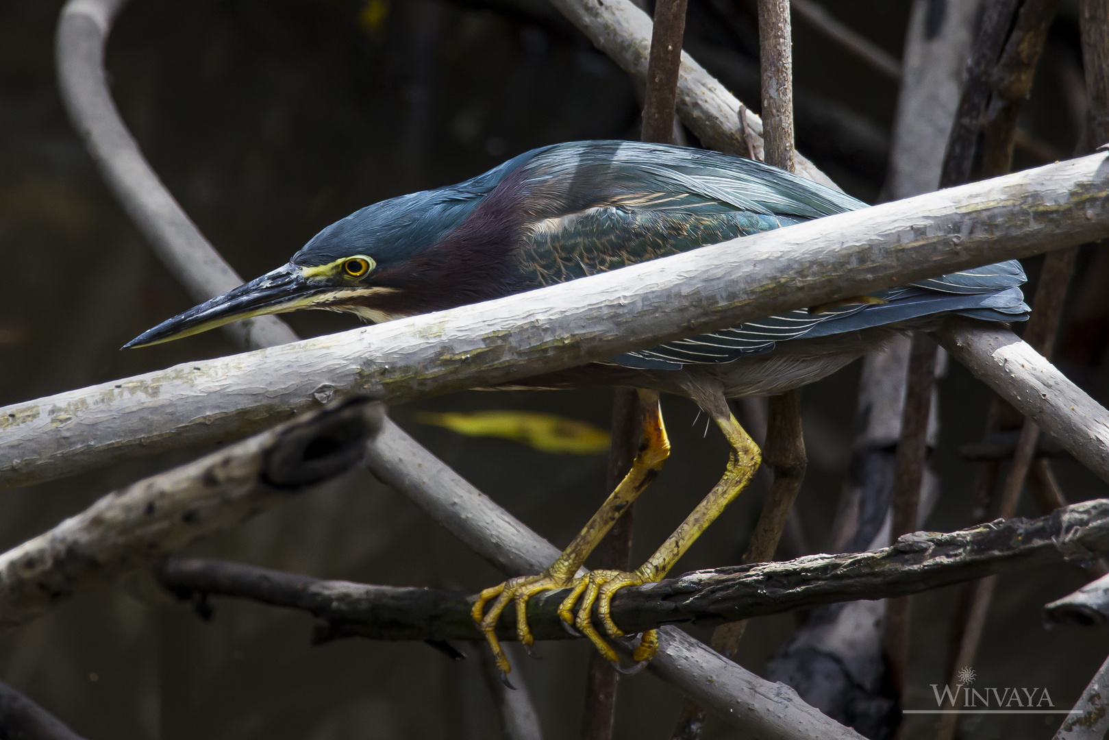 Fischender Vogel im Dickicht