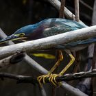 Fischender Vogel im Dickicht