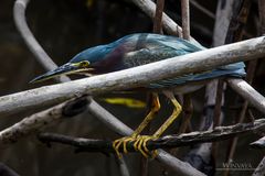 Fischender Vogel im Dickicht