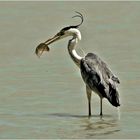 FISCHER am NEUSIEDLERSEE