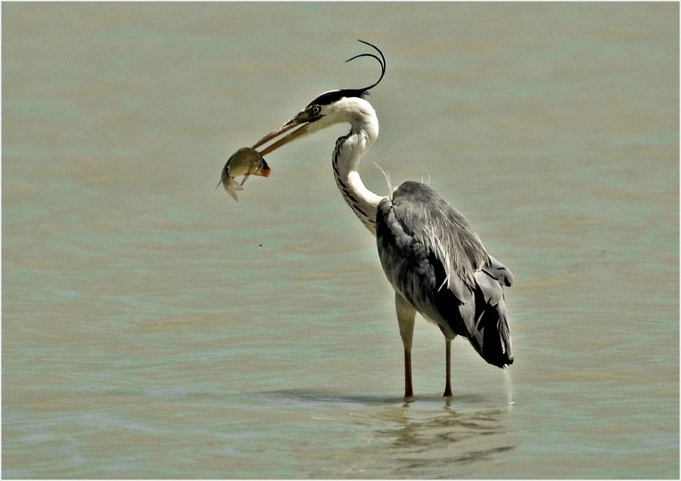 FISCHER am NEUSIEDLERSEE