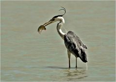 FISCHER am NEUSIEDLERSEE