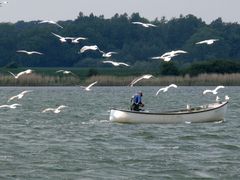 Fischer auf der Schlei bei Maasholm.