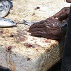 Fischer auf Sal/ Kap Verde