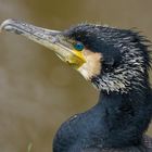 Fischer aus Passion.....