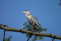 Fischer in Lauerstellung