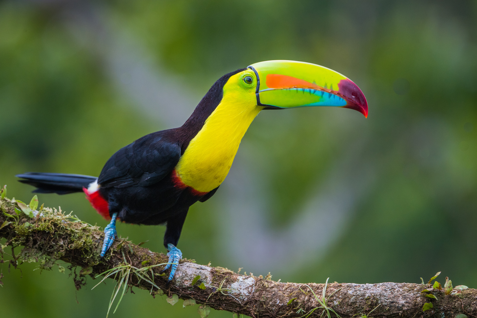 Fischer- oder Regenbogen-Tukan,  Boca Tapada, NO Costa Rica