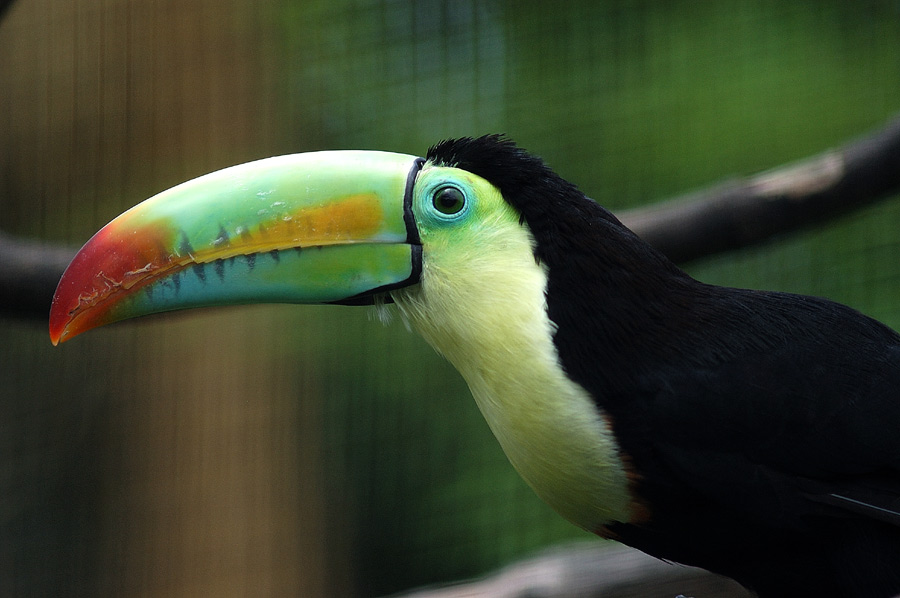 Fischer Tucan