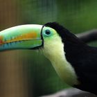 Fischer Tucan