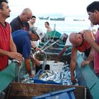 Fischer von Florianopolis