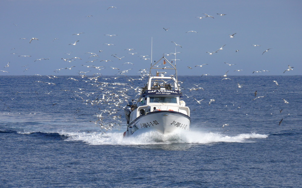 Fischerboot beim Einlaufen in den Hafen von Cala Ratjada