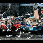 Fischerboote in Cadgwith...