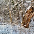 Fischerdorf Rostock1 - vielleicht bald mal so wieder?