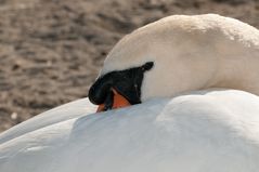 Fischergarn mit Blei eingefangen!