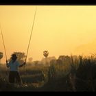Fischerin in den Reisfeldern
