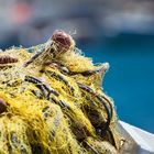 Fischernetz im Hafen von Kalymnos