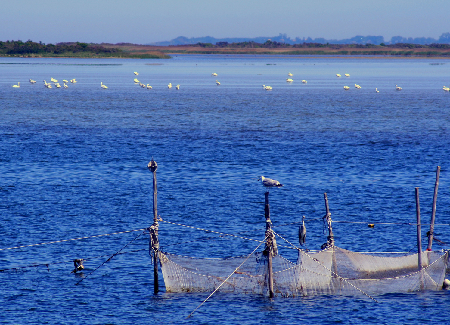 Fischernetz vor Hiddensee