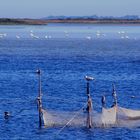 Fischernetz vor Hiddensee