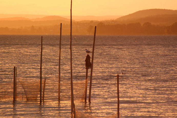 Fischernetze am Bodensee bei Sonnenuntergang