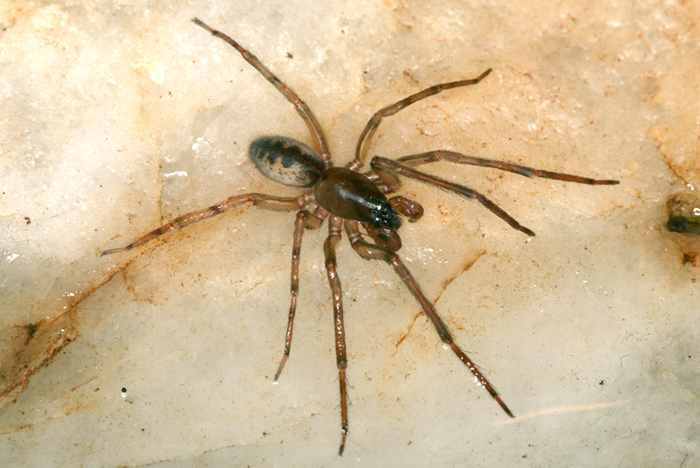 Fischernetzspinne