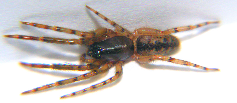 Fischernetzspinne - Segestria senoculata